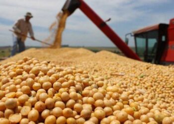 Récord histórico en la liquidación de cereales: julio cerró con ingresos por US$ 4.102 millones