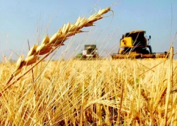 El trigo argentino apunta a una cosecha récord de 23 millones de toneladas, impulsado por lluvias históricas y rindes excepcionales